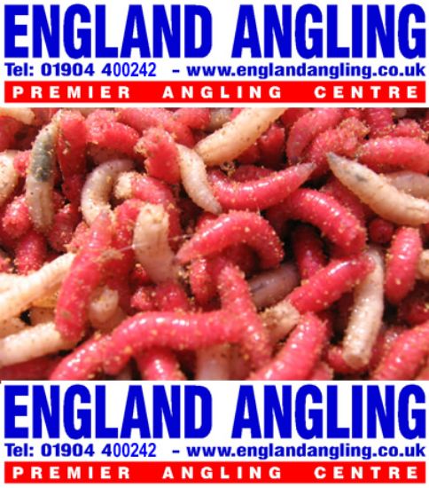 Picture of ENGLAND ANGLING Maggots 1 Pint (PICK UP FROM SHOP ONLY)