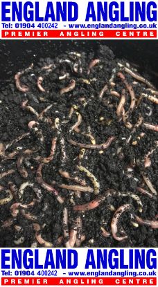 Picture of ENGLAND ANGLING Worms (medium/large dendrobaenas)