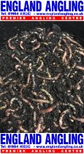 Picture of ENGLAND ANGLING Worms (medium/large dendrobaenas) 1KG