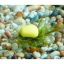 Picture of ENTERPRISE Tackle Camo Corn size 8 Barbless *SALE*