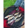 Picture of FOX Mini Tiddler Mixed Colour Pack Loaded 4pcs NP WS EF LT